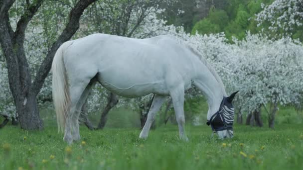 Άλογο που βόσκει σε ολάνθιστο κήπο μήλο — Αρχείο Βίντεο