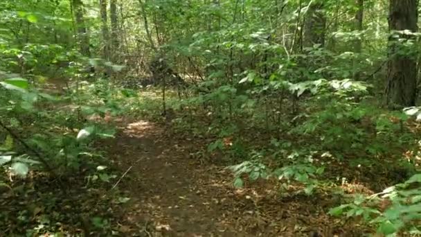 Perspectiva personal de caminar por un sendero en el bosque — Vídeos de Stock