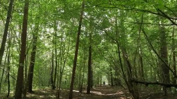 Persoonlijk perspectief van het lopen op een wandelpad in het bos — Stockvideo