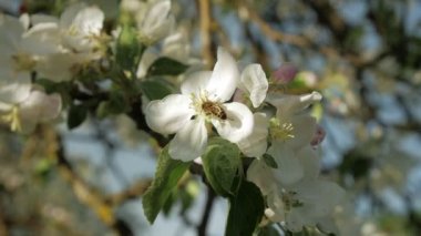 Yabani arı çiçek açması elma ağacı dalı. Ağır çekim