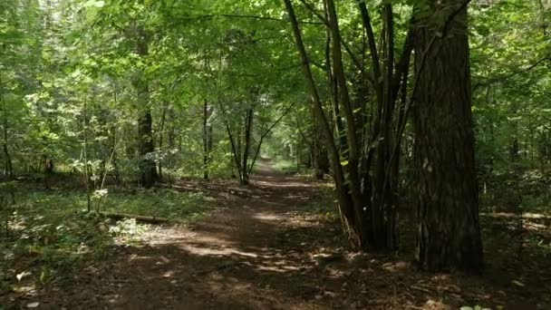 Osobní perspektiva chůze na cestě v lese — Stock video