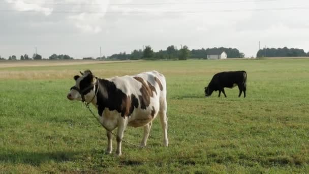 Dos vacas pastando pacíficamente en un campo — Vídeo de stock