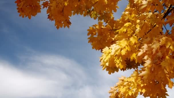 Herfst esdoorn tegen de blauwe hemel. — Stockvideo