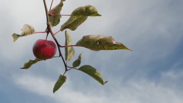 Roter saftiger Apfel auf dem Baum. — Stockvideo