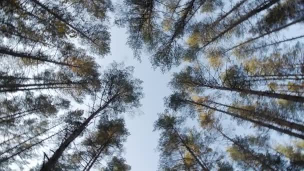 Weergave van zonnige hoog conifer boomtoppen rotatie op de plaats in het bos. — Stockvideo