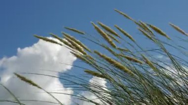 Dunes, cumulus bulutları ve mavi gökyüzü ile deniz çimen