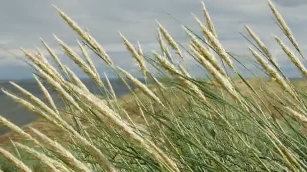 Dunes, herbe du bord de la mer avec cumulus et ciel bleu — Video