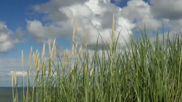 Дюны, приморская трава с кучевыми облаками и голубым небом — стоковое видео