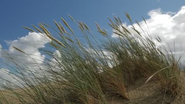 Dunes, herbe du bord de la mer avec cumulus et ciel bleu — Video