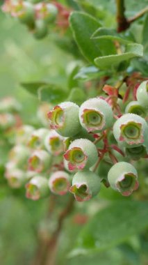 Canlı yaprakların arasına yerleştirilmiş olgunlaşmamış böğürtlenlerle dolu yeşil bir yaban mersini dalına yakın çekim. Dikey video.