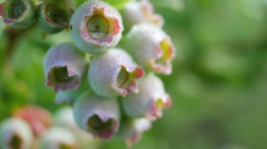 Dallardan sarkan olgunlaşmamış yaban mersinlerinin yemyeşil yapraklar arasında detaylı görüntüsü.