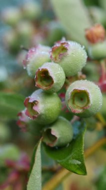 Olgunlaşmamış yaban mersini kümeleri bir daldan sarkan canlı yapraklara karşı. Dikey video