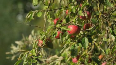 Kırmızı elmalarla dolu dalları olan canlı bir elma bahçesi, hasat için hazır. Kapat.