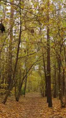 Sonbahar ormanı yolu altın yapraklarla çevrili, doğada sakin bir yolculuk. Dikey video.