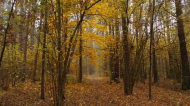 Sonbaharda altın ve sarı yapraklarla sessiz orman patikalarını keşfetmek, doğanın güzelliği..