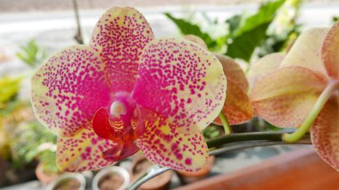 Beautiful pink and white orchid very rare, Phalaenopsis spp orchid or Cymbidium devonianum Paxton locals in asian called it anggrek merah muda in the garden during the summer clipart