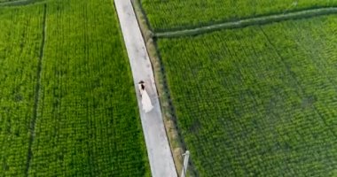 Havadan çekilen genç çift, pirinç tarlaları arasında motosiklete biniyor. Kız uzun beyaz bir elbise giymiş, rüzgarda çırpınıyor. 4k