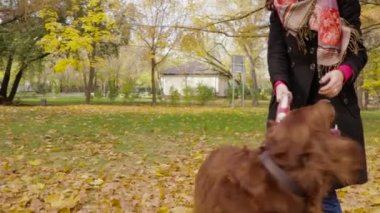 Sonbahar Park köpek ayarlayıcı ile yürüyen genç çekici kadın. Yavaş çekim