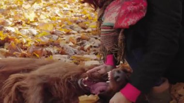 Mutlu kız sonbahar parkta köpek setter ile oynarken eğlenin