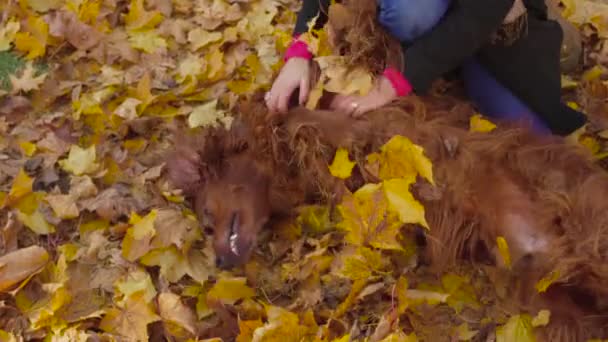 Fröhliches Mädchen hat Spaß beim Spielen mit Hundesetzer im Herbstpark — Stockvideo