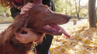 Sonbahar Park köpek ile yürüyen genç çekici kadın