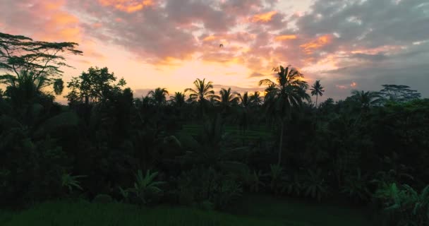 Vista aérea palmeiras e campos de arroz verde com um carro de passagem ao pôr do sol bonito. 4K — Vídeo de Stock