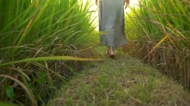 Çıplak dişi ayaklar uzun yeşil çimenlerin arasında yol boyunca yürür. Dolly vurdu..