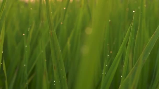 夕暮れ時に畑に露が落ちる背の高い緑の草。ドリーショット. — ストック動画