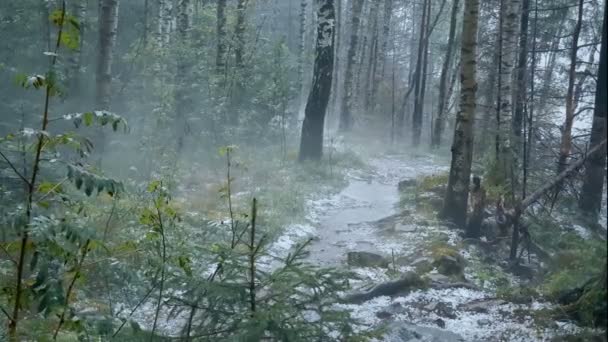 Lluvia Granizo Bosque Condiciones Climáticas Severas Desastre Natural — Vídeo de stock