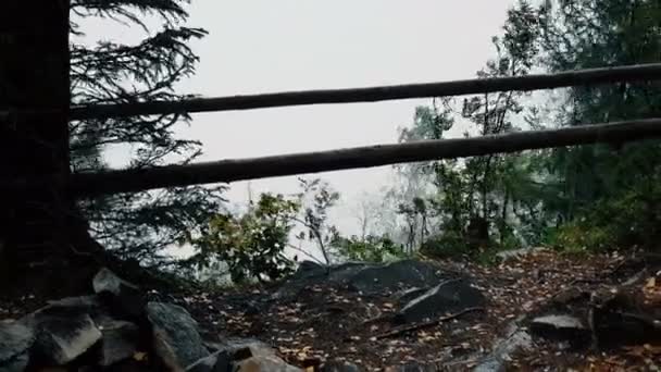 恶劣的天气状况 森林中落在地上的冰雹 — 图库视频影像