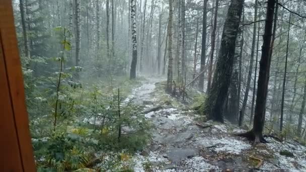 Hailstorm Een Forest Hagel Ballen Vallen Grond Natuurlijke Ramp — Stockvideo