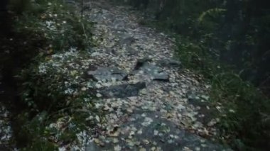 POV unsteadily ormanda yürüyüş bir kişi ya da kötü ruh, sis kaplı