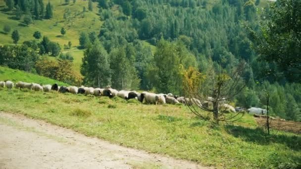 Un troupeau de moutons et de chèvres paissant sur l'herbe fraîche dans les montagnes, l'agriculture 