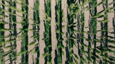 Zıpzıp bitkisinin çiçek açan çiftliği. Üst görünüm, bira malzemeleri, eko çiftçiliği.