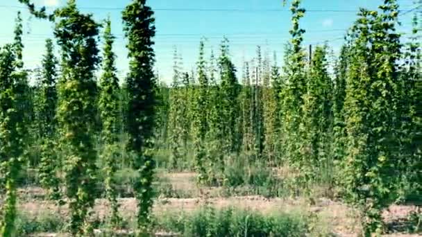 Lush vines of hop plants flowering on organic farm, beer production business — Stock Video