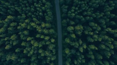 Çam ağaçları ve manzarayla çevrili dolambaçlı orman yolu.