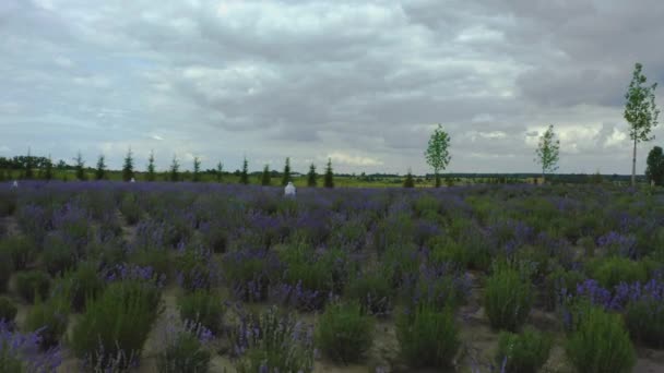 Lavender field in blossom, flying low above plants, agriculture, oil production — Stock Video
