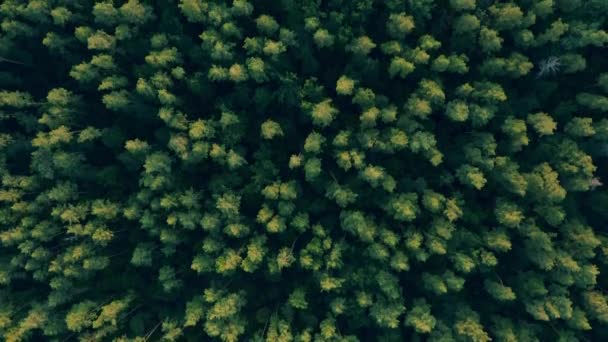 Vista aérea de pinhal verde sem fim, natureza intocada, bela paisagem — Vídeo de Stock