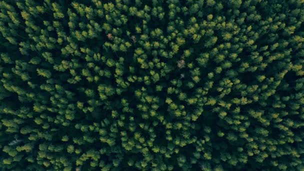 Imágenes de drones de bosques grandes, industria manufacturera de madera, recursos naturales — Vídeo de stock