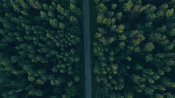 Bord's eye view of winding forest road, scenic route, green scenery landscape — Stock Video