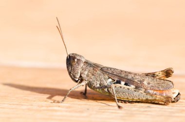 Çek Cumhuriyeti 'nde (yaygın türler) ortak alan çekirgesi (Korthippus brunneus) kuru zemin üzerinde).