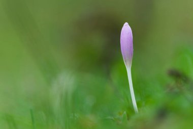 Çek Cumhuriyeti, Meadow 'da sonbahar gülü (Colchicum autumnale) tomurcuğu.