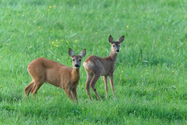 Roe geyiği (Capreolus capreolus) geyiği ve geyik çayırda duruyor..