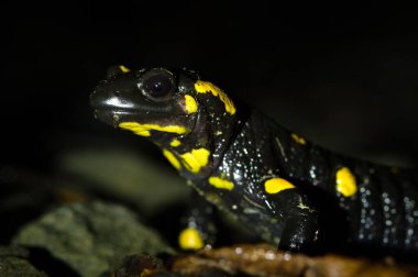 Ateş semenderi (Salamandra semenderi) gece portresi, Çek Cumhuriyeti.