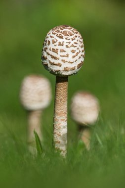 Parasol Mushroom (Macrolepiota procera) young fruiting bodies in grassland