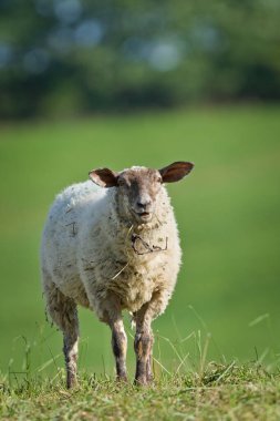 Domestic Sheep (Ovis aries) grazing in meadow. Smiling sheep. Funny animal photo.