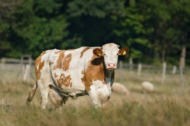 Domestic Cow (Bos taurus) is staring in pasture.