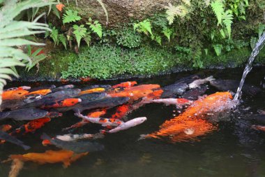 Koi balığı gölette bir grup renkli koi balığı yeşil bitkiler ve akan suyla dolu bir göletin yüzeyinde yüzüyorlar..