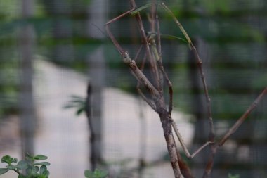 Bir dal parçasına sopa çekirgesi yerleştirin. A sopa çekirgesi, etrafındaki bir ağaç kabuğunun içindeki bir dala kamufle oldu..