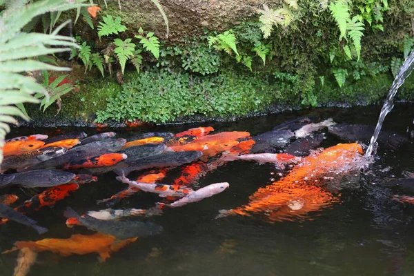 Koi balığı gölette bir grup renkli koi balığı yeşil bitkiler ve akan suyla dolu bir göletin yüzeyinde yüzüyorlar..
